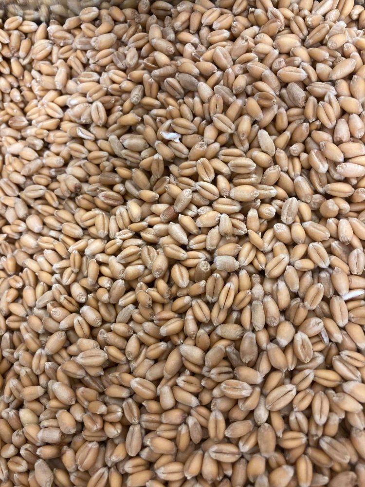 Grains de blé dur biologique Folle Farine Grains de blé dur biologique Folle Farine